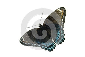Red spotted purple butterfly