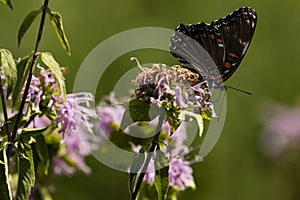 Red-Spotted Purple Butterfly