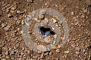 Red-spotted Purple Butterfly  40156