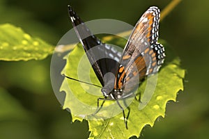 Orange spotted underwing of red-spotted purple butterfly in New photo