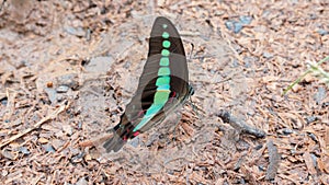 Red Spotted Purple butterfly feeding on minerals