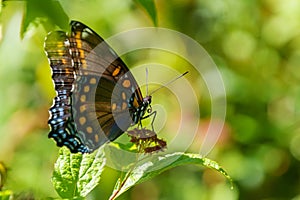 Red-spotted purple butterfly with open green background
