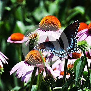 Red Spotted Purple Butterfly on Purple Coneflowers