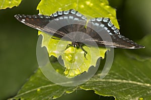 Red-spotted purple butterfly resting with wings open, New Hampshire. photo