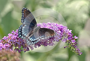 Red-spotted Purple Butterfly