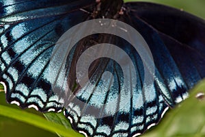 Red Spotted Purple Hindwing Detail 1