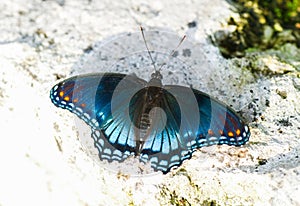 The red spotted purple or white admiral butterfly - Limenitis arthemis astyanax - resting on limerock iridescent dark blue wings