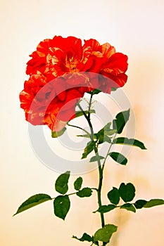 Red spotted rose