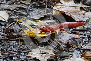 Red Spotted Salamander