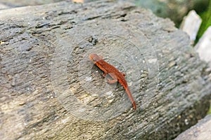 Red Spotted Salamander on a log