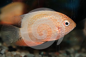 Red Spotted Severum (Cichlasoma severum) aquarium fish photo