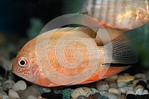 Red Spotted Severum (Cichlasoma severum) aquarium fish photo