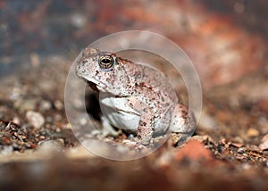 Red-spotted Toad