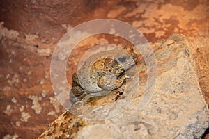 Red-spotted toad (Bufo punctatus)