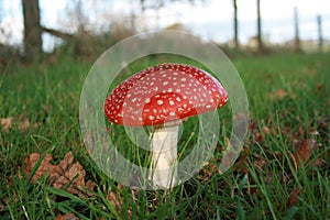 Red Spotted Toadstool photo