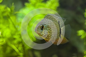 Red Spotted Turquoise Severum