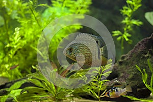 Red Spotted Turquoise Severum