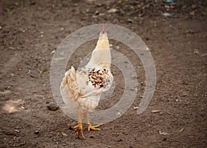 A RED SPOTTED WHITE CHICKEN