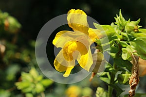 Red spotted yellow `Monkey` flower - Mimulus Luteus