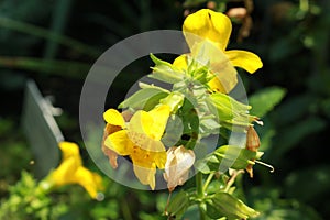 Red spotted yellow `Monkey` flower - Mimulus Luteus