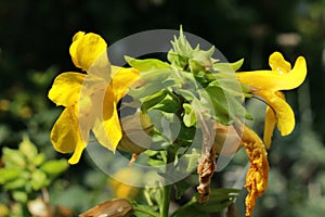 Red spotted yellow `Monkey` flower - Mimulus Luteus