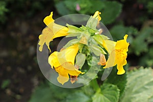 Red spotted yellow `Monkey` flower - Mimulus Luteus