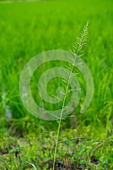 Red sprangletop, feathergrass photo