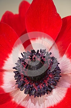 Red spring anemone with stamen in focus
