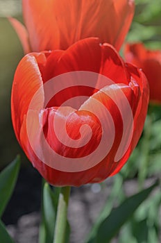 Red spring blooming tulip Parad field photo