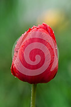 Red spring blooming tulip Parad field photo