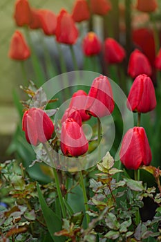 Red spring blooming tulip Parad field photo