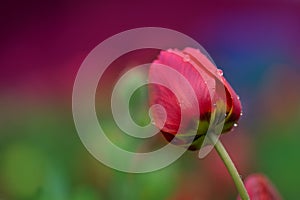 Red spring blooming tulip Parad field photo