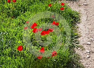 Red spring flowers next to dry land