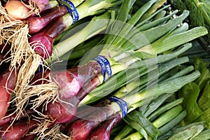 Red spring onion, Allium cepa