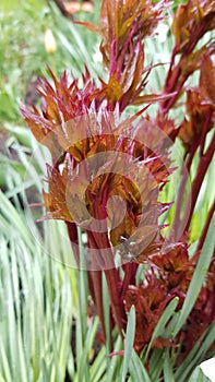 Red spring sprouts of peony plant closeup among green grass after rain