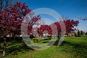 Red spring tree