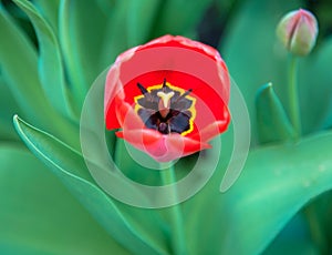 Red spring tulip with bud