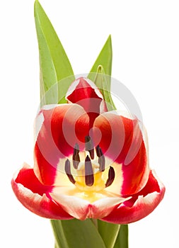 Red spring tulip on white background