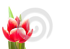 Red spring tulip on white background