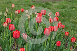 Flower bed in formal garden