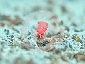 Red springtail on the rotten wood