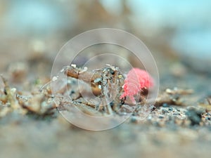 Red springtail on the rotten wood