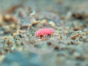 Red springtail on the rotten wood