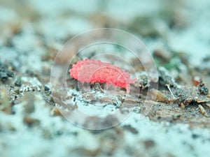 Red springtail on the rotten wood