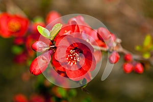 Red springtime blossoms