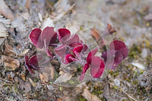 Red sprouts of common wood sorrel Oxalis acetosella