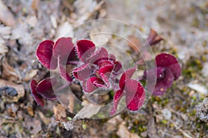 Red sprouts of common wood sorrel Oxalis acetosella