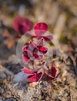Red sprouts of common wood sorrel Oxalis acetosella