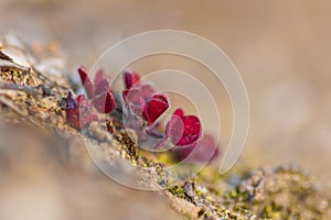 Red sprouts of common wood sorrel Oxalis acetosella