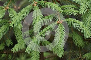 Red Spruce Tree - Picea Rubens